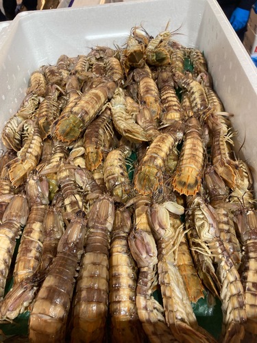 シャコ10入約0.4kg(沿岸) UUUO(ウーオ)