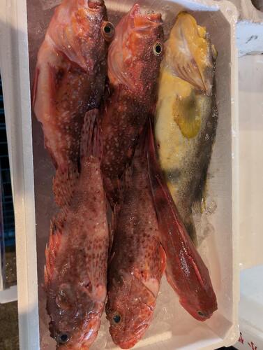 オニカサゴ鮮魚BOX6入約4.4kg(釣)